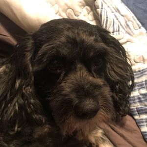 Meet your Posher, Cheryl